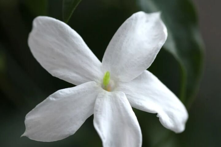 Jasminum officinale