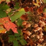 Eichenblättrige Hortensie (Hydrangea quercifolia) – Pflege