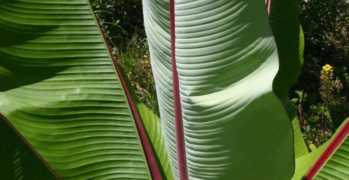 Ensete ventricosum – plant photo