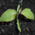 Eschen-Ahorn (Acer negundo) – Pflanzenfoto