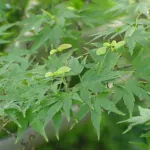 Fächer-Ahorn (Acer palmatum) – Pflanzenfoto