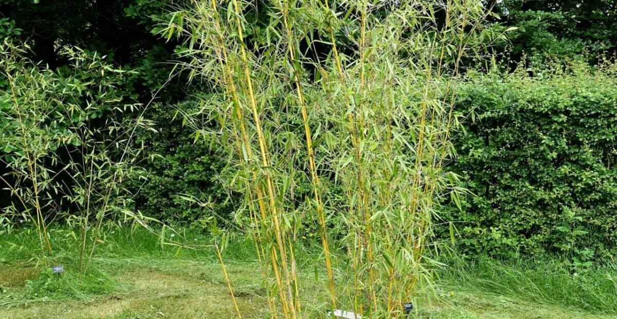Fargesia robusta – Pflanzenfoto