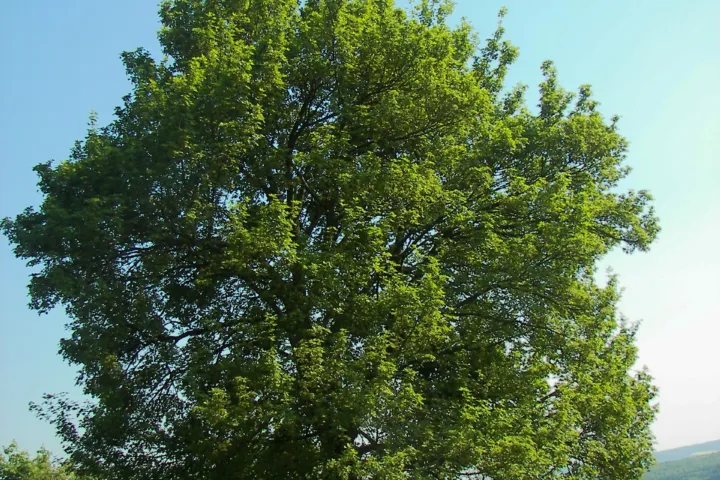 Acer campestre