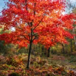 Feuer-Ahorn (Acer tataricum ginnala) – Pflanzenfoto