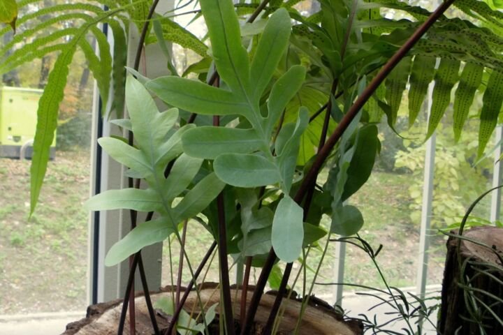 Phlebodium aureum