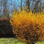 Forsythia intermedia – zdjęcie rośliny