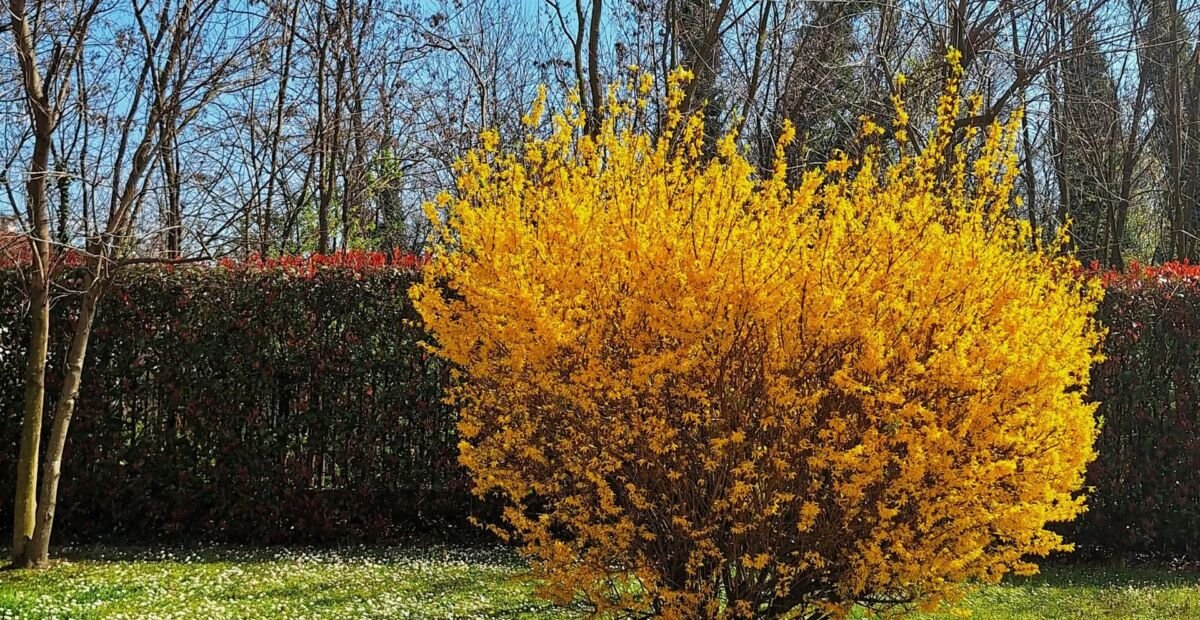 Forsythie (Forsythia intermedia) – Pflanzenfoto