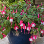 Fuchsia 'Lady's Earring' – zdjęcie rośliny