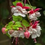 Fuchsia ‘Swingtime’ (Fuchsia 'Swingtime') – zdjęcie rośliny