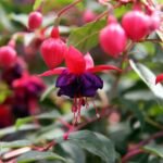 Fuksja ‘Dollar Princess’ (ułanka) (Fuchsia 'Dollar Princess') – zdjęcie rośliny