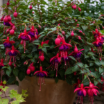 Fuksja ‘Royal Velvet’ (Fuchsia 'Royal Velvet') – zdjęcie rośliny