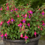 Fuksja 'Tom Thumb' (Fuchsia 'Tom Thumb') – zdjęcie rośliny