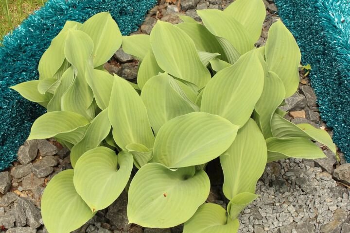 Hosta 'Krossa Regal'