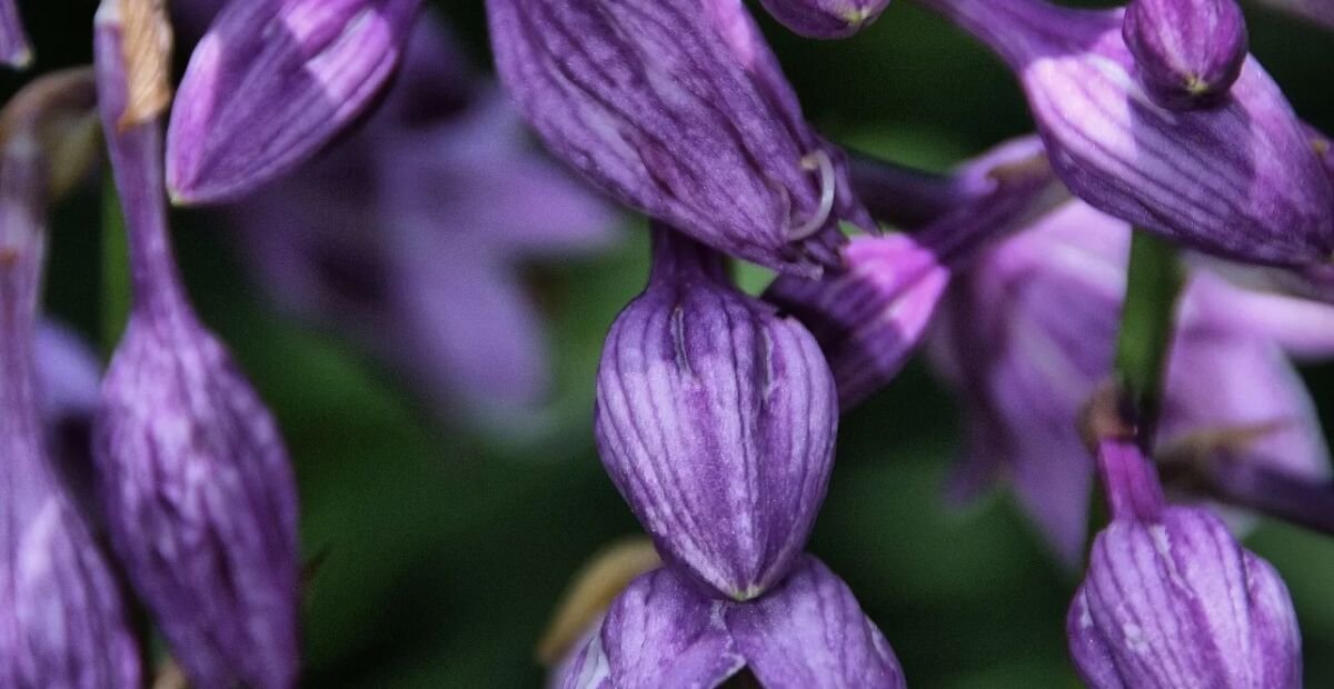Funkia (Hosta ventricosa) – plant photo