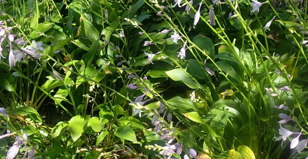 Funkia lancetolistna (Hosta lancifolia) – plant photo
