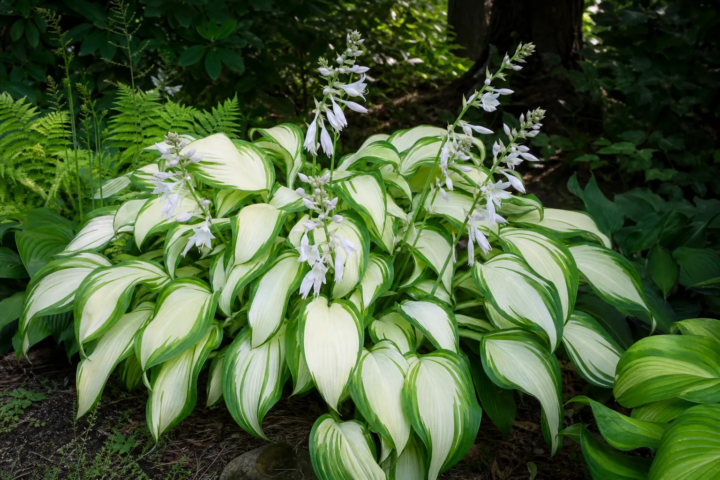 Hosta 'Cool As A Cucumber'