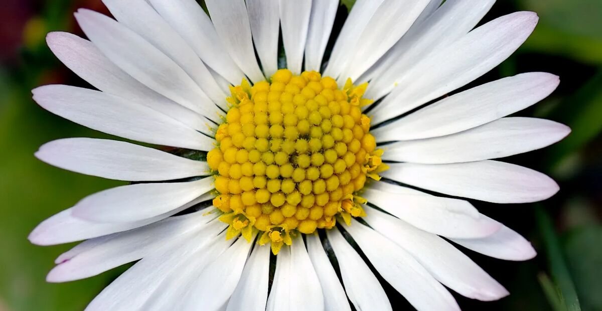 Gänseblümchen (Bellis perennis) – Pflanzenfoto