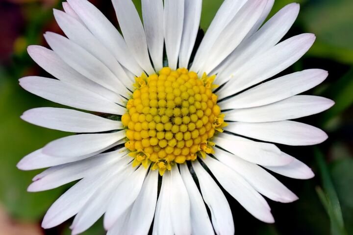 Bellis perennis