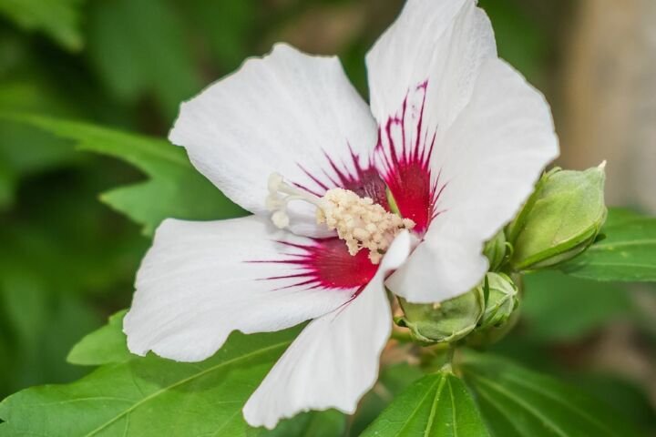 Hibiscus 'Syriacus Red Heart'