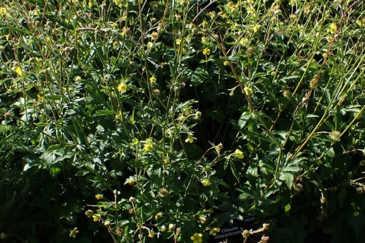 Geum aleppicum