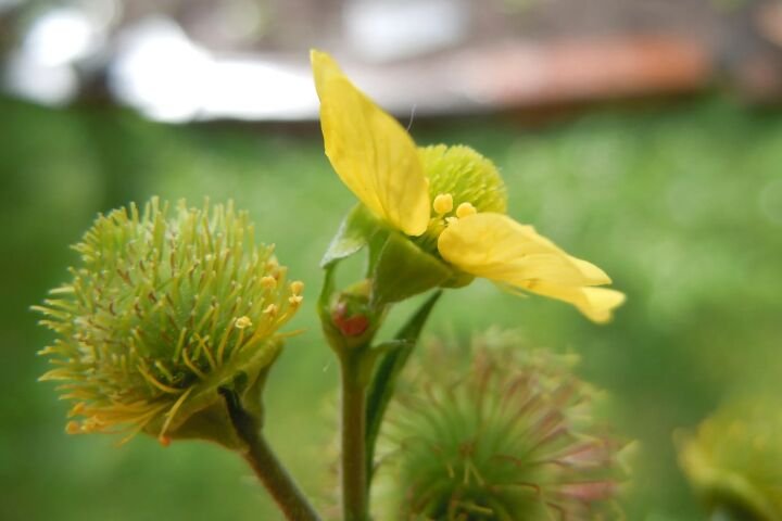 Geum macrophyllum