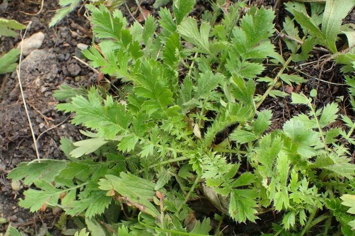 Geum triflorum