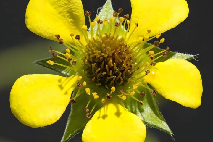 Geum urbanum