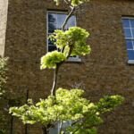 Goldener Vollmond-Ahorn (Acer shirasawanum 'Aureum') – Pflanzenfoto