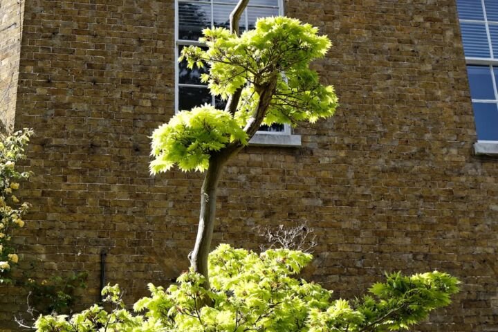 Acer shirasawanum 'Aureum'