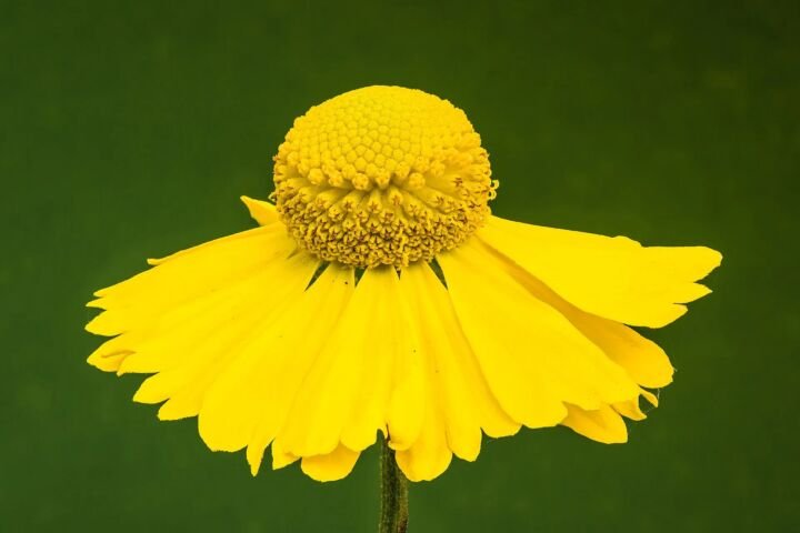 Helenium autumnale