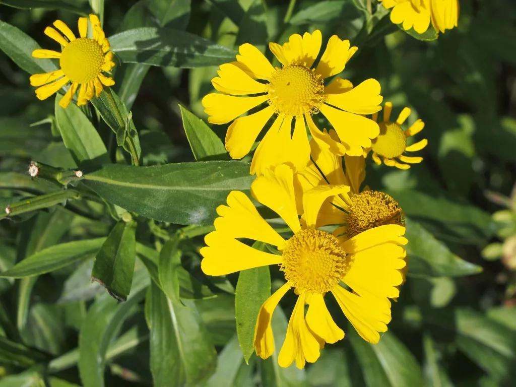 Helenium autumnale – kvety zblízka, fotografia rastliny