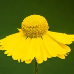 Sneezeweed (Helenium autumnale) – plant photo