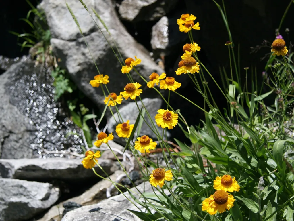 Helenium bigelovii – in a garden setting, plant photo