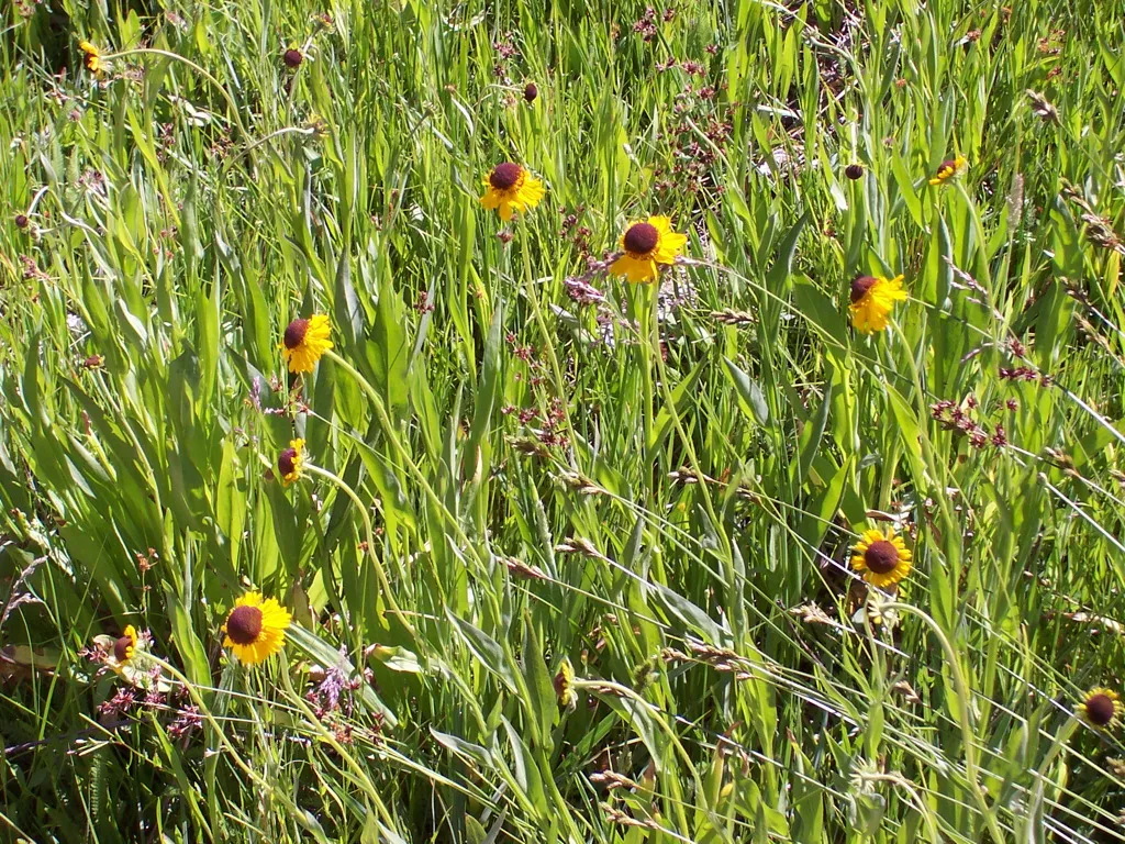 Helenium bigelovii – characteristic appearance, plant photo