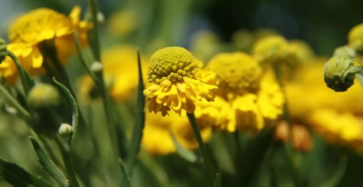 Helenium 'Double Trouble' – fotografia rastliny