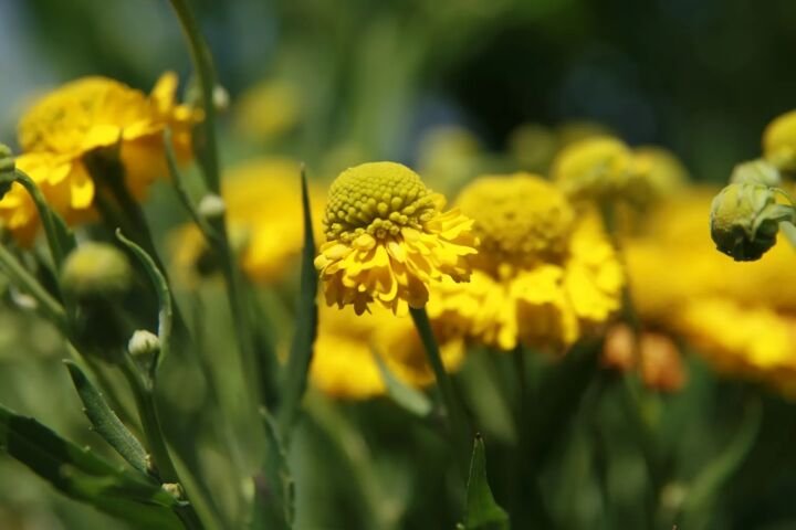 Helenium 'Double Trouble'