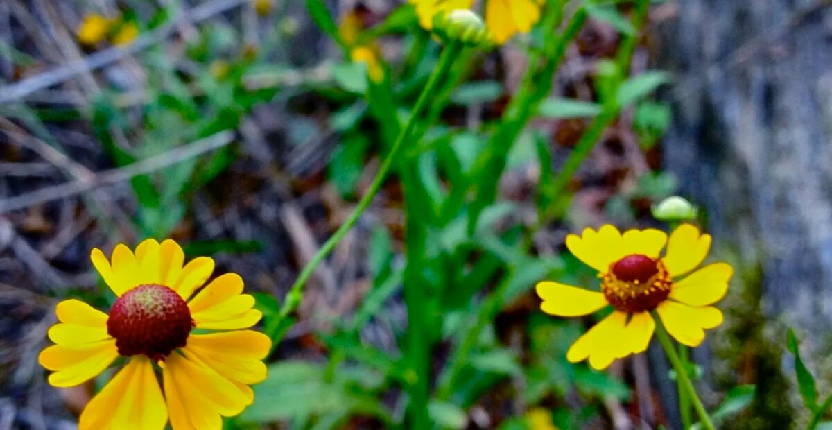 Helenium flexuosum – fotografia rastliny