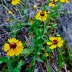 Helenium flexuosum – Pflanzenfoto