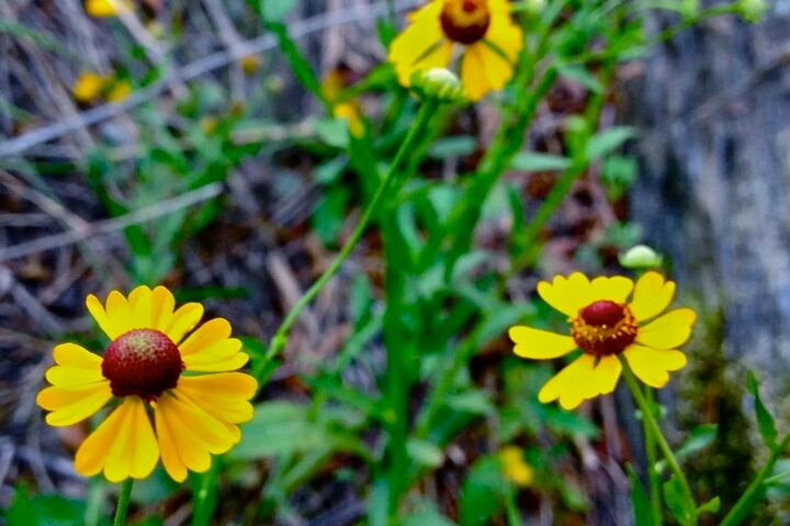 Helenium flexuosum