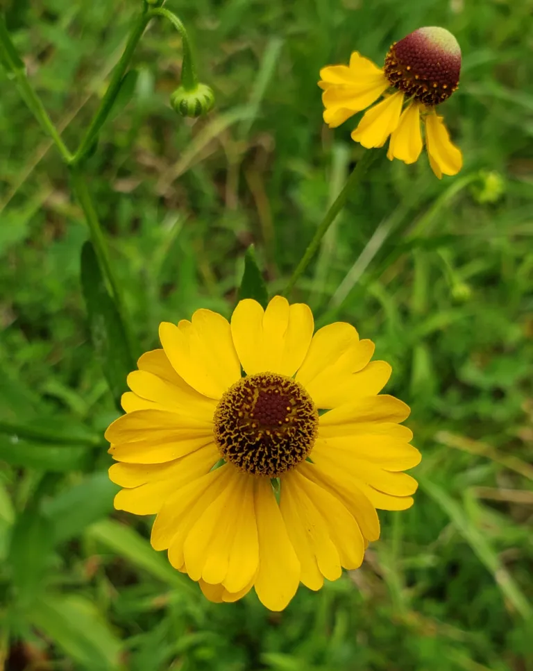 Southern Sneezeweed (Helenium flexuosum) – flowers in close-up, plant photo