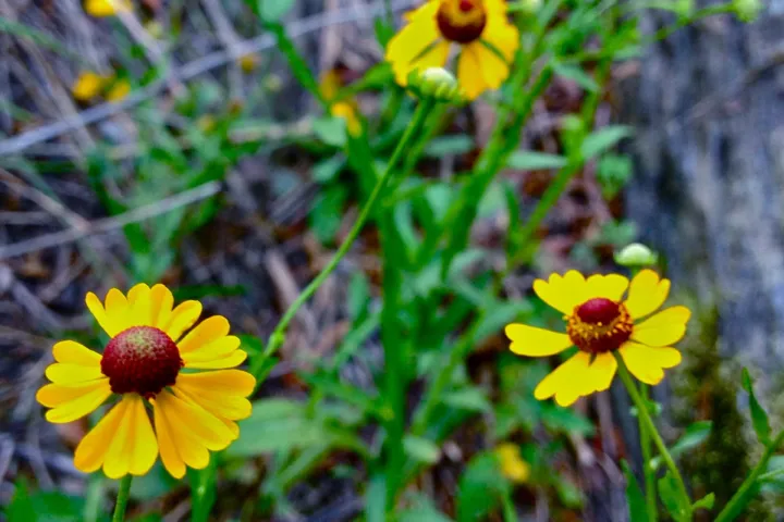 Helenium flexuosum