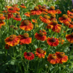 Helenium 'Fuego' – Pflanzenfoto