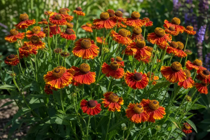 Helenium 'Fuego'