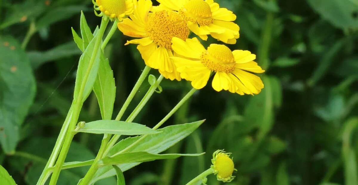 Helenium 'Kanaria' – fotografia rastliny