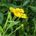 Helenium 'Kanaria' – fotografia rastliny