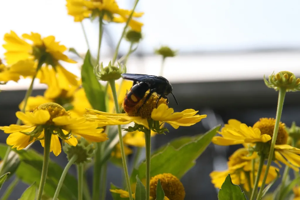 Helenium 'Kanaria' – typický vzhľad, fotografia rastliny