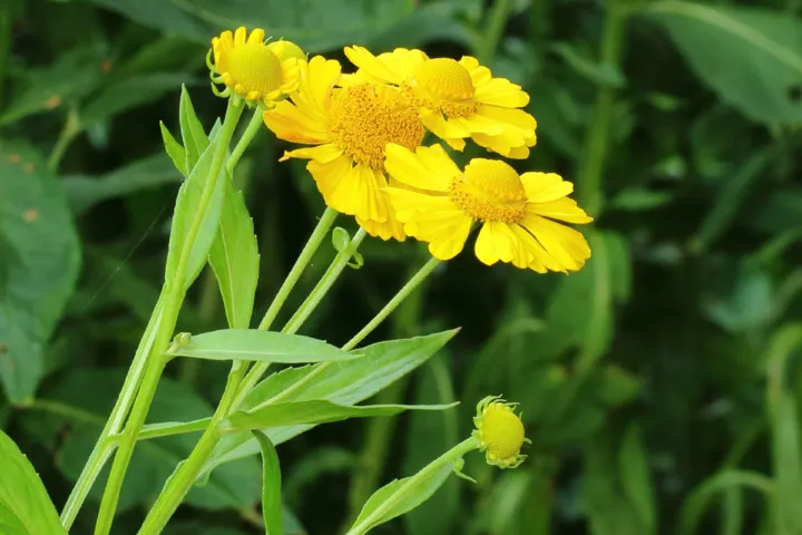 Helenium 'Kanaria'