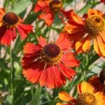Helenium 'Moerheim Beauty' – zdjęcie rośliny