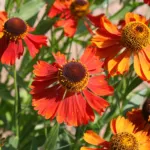 Helenium ‘Moerheim Beauty’ (Helenium 'Moerheim Beauty') – plant photo