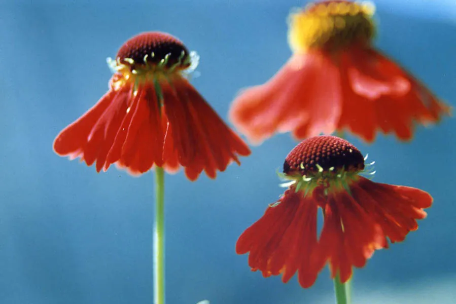 Helenium 'Moerheim Beauty' – characteristic appearance, plant photo